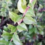 Vaccinium ovatum habit picture by Ukiah Hawkins (cc-by-sa)