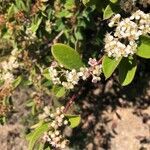 Ceanothus cuneatus flower picture by joe flambo (cc-by-sa)