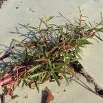 Sesuvium portulacastrum leaf picture by Renato Lima (cc-by-sa)