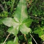 Hedera hibernica leaf picture by Joseph Dupont (cc-by-sa)