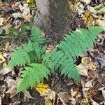 Dryopteris intermedia habit picture by Daniel Gonzales (cc-by-sa)