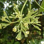 Alstonia boonei flower picture by Sylvain Piry (cc-by-sa)