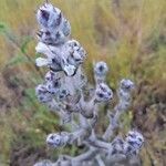 Salvia aethiopis flower picture by CG Rosa (cc-by-sa)