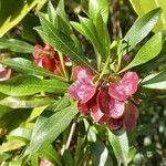 Dodonaea viscosa leaf picture by Vanessa Martins (cc-by-sa)