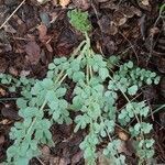 Pimpinella saxifraga leaf picture by jaime p mon (cc-by-sa)