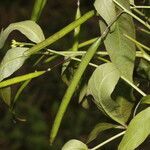 Cleome serrata fruit picture by Nelson Zamora Villalobos (cc-by-nc)