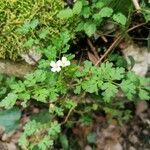 Cardamine graeca flower picture by De Martino Rosaria (cc-by-sa)