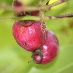 Syzygium cymosum fruit picture by H. Goëau (cc-by-sa)