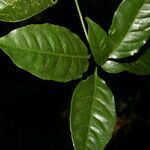 Peltostigma guatemalense leaf picture by Nelson Zamora Villalobos (cc-by-nc)