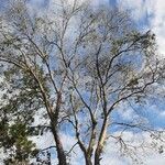 Ulmus mexicana habit picture by Daniel Barthelemy (cc-by-sa)