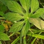 Ipomoea pes-tigridis leaf picture by sachin sharma (cc-by-sa)