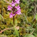 Orchis quadripunctata habit picture by Szabolcs Frater (cc-by-sa)