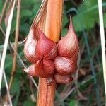 Watsonia meriana fruit picture by SergioPlantNet (cc-by-sa)