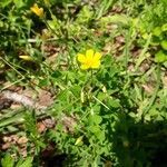 Oxalis stricta habit picture by Eli Small (cc-by-sa)