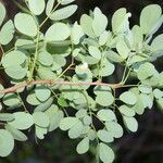 Havardia platyloba leaf picture by Nelson Zamora Villalobos (cc-by-nc)