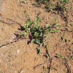 Oxygonum sinuatum habit picture by susan brown (cc-by-sa)