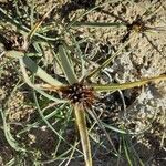 Cyperus capitatus flower picture by ronchi marta (cc-by-sa)