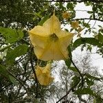 Brugmansia x candida flower picture by vasquez angie (cc-by-sa)