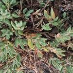 Polygonum maritimum habit picture by Geoffrey Kahala (cc-by-sa)