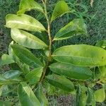 Annona montana leaf picture by Catherine Berry (cc-by-sa)