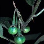 Solanum subinerme fruit picture by Daniel Barthelemy (cc-by-nc)