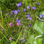 Campanula witasekiana leaf picture by Martin Bishop (cc-by-sa)