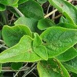 Ruellia prostrata leaf picture by susan brown (cc-by-sa)