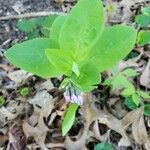 Mertensia virginica leaf picture by claymond (cc-by-sa)