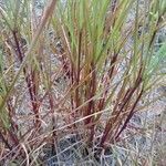 Aristida adscensionis leaf picture by Shannon the cannon (cc-by-sa)