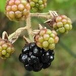 Rubus armeniacus fruit picture by Dieter Albrecht (cc-by-sa)