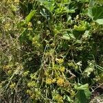 Alchemilla monticola habit picture by Jacques Zuber (cc-by-sa)