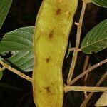 Lonchocarpus ferrugineus fruit picture by Nelson Zamora Villalobos (cc-by-nc)