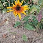 Rudbeckia hirta habit picture by Shien Anna (cc-by-sa)