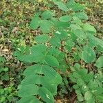 Robinia pseudoacacia habit picture by Hervé Rabillé (cc-by-sa)