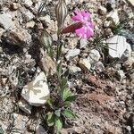 Silene littorea habit picture by Monteiro Henrique (cc-by-sa)