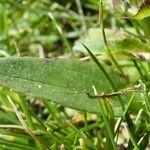 Prunella grandiflora leaf picture by francois tissot (cc-by-sa)