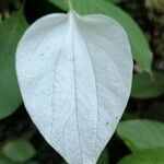 Mussaenda frondosa leaf picture by Sudhanshu Kumar (cc-by-sa)