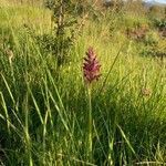 Anacamptis coriophora habit picture by Campoamor Ramon (cc-by-sa)