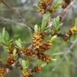 Salix foetida flower picture by Heinz Gass (cc-by-sa)