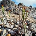 Jamesonia cinnamomea habit picture by Gabriel OLLIVIER (cc-by-sa)