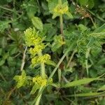 Cruciata laevipes flower picture by Professeur AGRONOMIE (cc-by-sa)