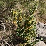 Buxus sempervirens habit picture by Céline Anthelme (cc-by-sa)