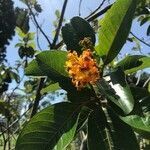 Byrsonima crassifolia flower picture by Mata-Montero Erick (cc-by-sa)