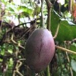 Solanum betaceum fruit picture by Hugo SANTACREU (cc-by-sa)