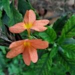 Crossandra infundibuliformis flower picture by Bhuvaneshwari Billemane (cc-by-sa)