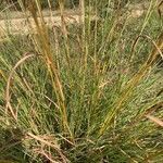 Themeda triandra leaf picture by bimbi bimbi (cc-by-sa)