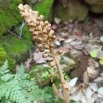 Neottia nidus-avis flower picture by Laurent (cc-by-sa)