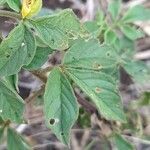 Cleome aculeata leaf picture by Trap Hers (cc-by-sa)