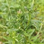 Galium aparine flower picture by Jaina (cc-by-sa)