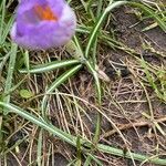 Crocus nudiflorus leaf picture by David Hocken (cc-by-sa)